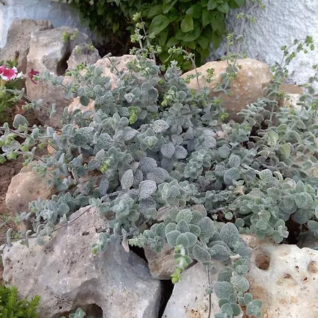 Diktamo House * Agia Marina (Crete)